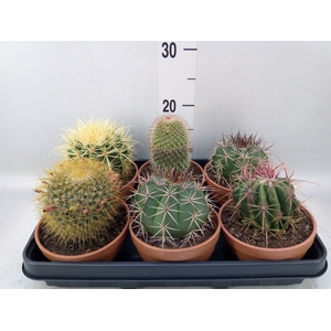 Echinocactus grusonii
