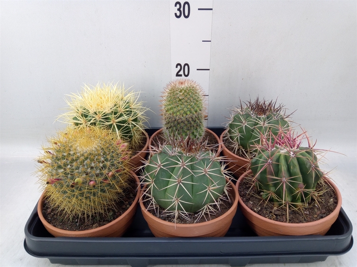 <h4>Echinocactus grusonii</h4>