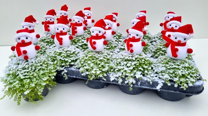 <h4>SOLEI SOL AUREA</h4>