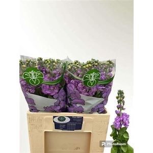 Matth Mathilda Lavendel