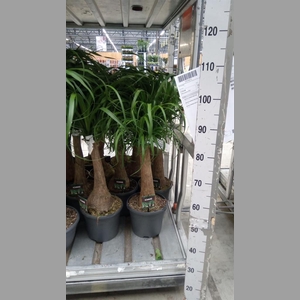 Beaucarnea recurvata