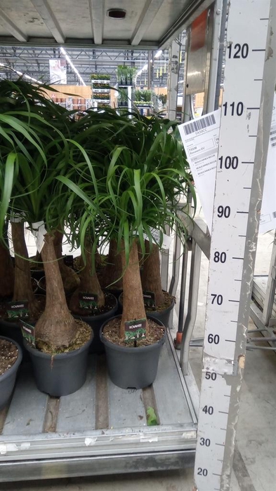 <h4>Beaucarnea recurvata</h4>