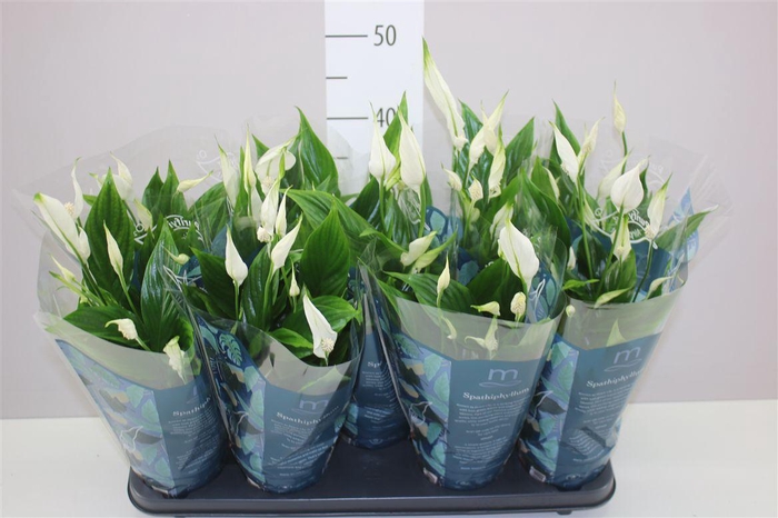 <h4>Spathiphyllum Bellini</h4>