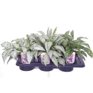 PULM LONGIFOLIA