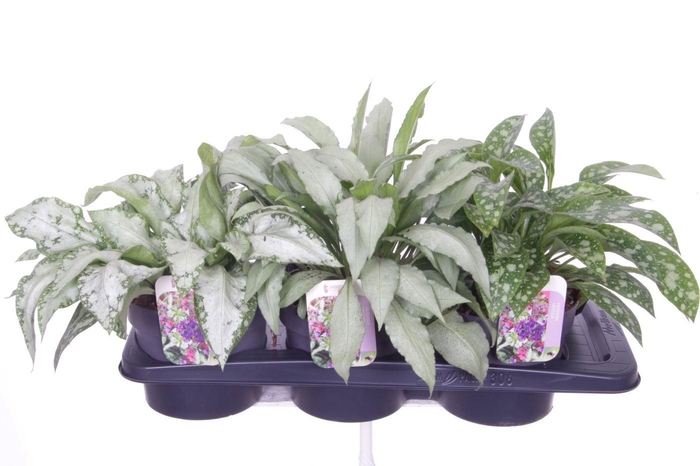 <h4>PULM LONGIFOLIA</h4>