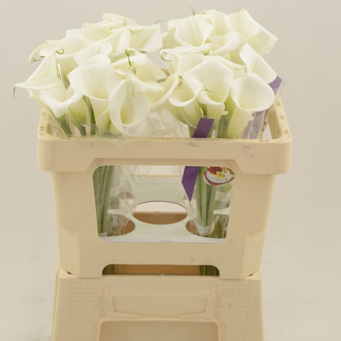 <h4>Calla White Art</h4>