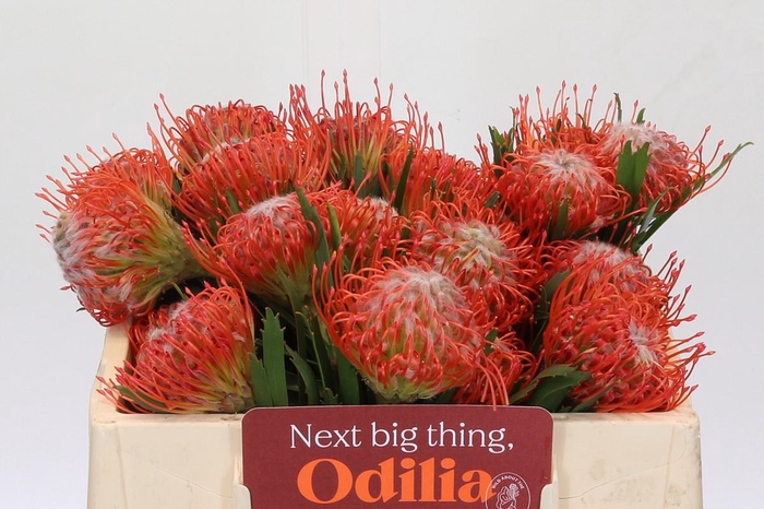 <h4>Nutans Tango</h4>