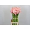 Zantedeschia Eydolls Pink