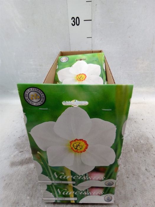 <h4>Flowerbulbs, corns or tubers   ...</h4>