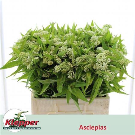 <h4>Ascl Inc White Super</h4>