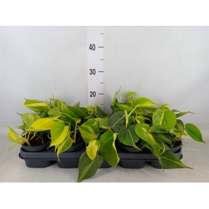 Philodendron scand. 'Brasil'