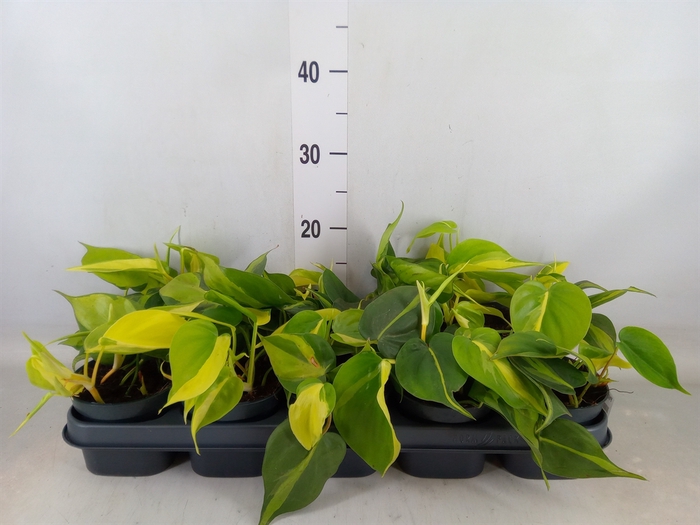 <h4>Philodendron scand. 'Brasil'</h4>