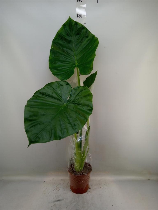<h4>Alocasia macrorrhizos</h4>