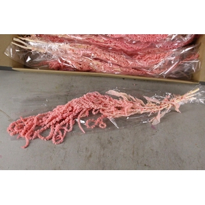 PF Amaranthus Hang L.Pink Bs