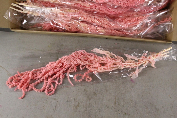 <h4>PF Amaranthus Hang L.Pink Bs</h4>