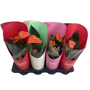 ANTHU AN GEM
