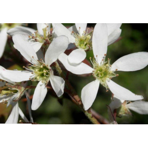 Amelanchier lamarckii