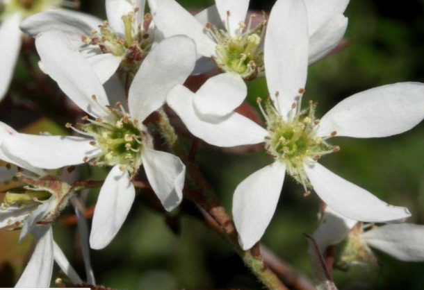 <h4>Amelanchier lamarckii</h4>
