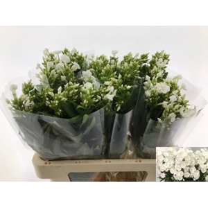 PHLOX P SNOWY 60 KE