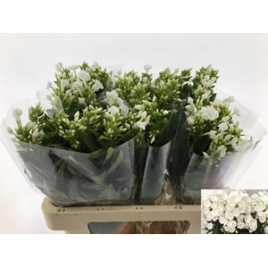 PHLOX P SNOWY