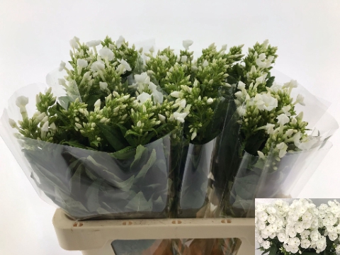 <h4>PHLOX P SNOWY 60 KE</h4>