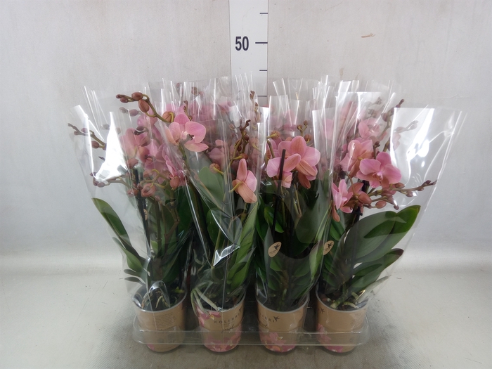 <h4>Phalaenopsis multi. 'Ant Treviso'</h4>