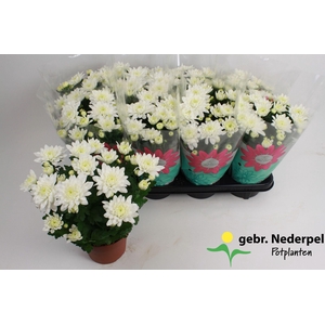 CHRYS CHR WHITE