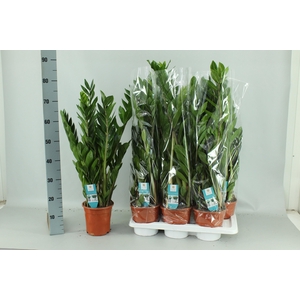 ZAMIO ZAMIIFOLIA