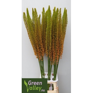 Eremurus Emmy-Ro