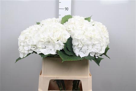 <h4>Hydr M Whi Verena</h4>