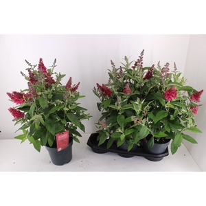 BUDD BFC LITTLE RUBY