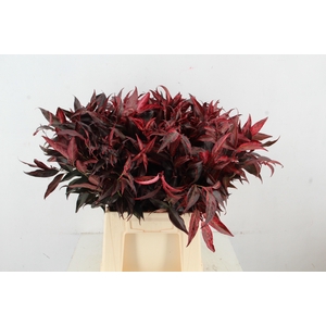 LEUCOTHOE ROOD KLEURBEHANDELD 050CM