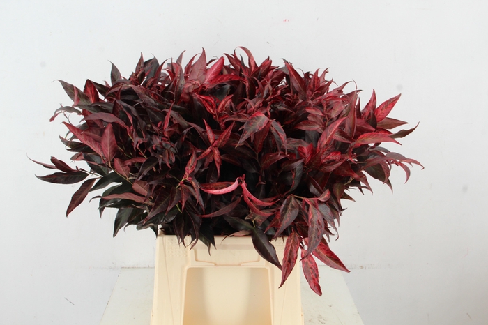 <h4>LEUCOTHOE ROOD KLEURBEHANDELD 050CM</h4>