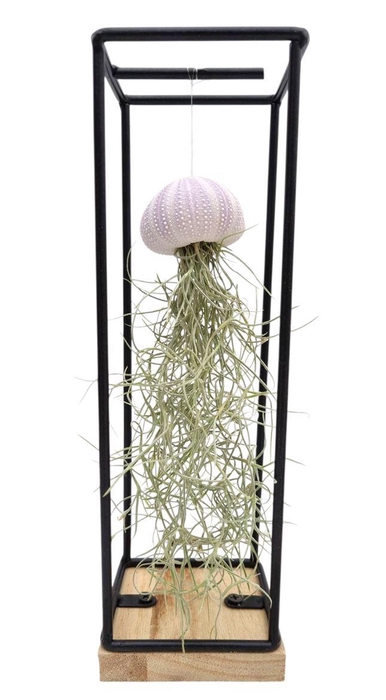 <h4>Arrangementen Tillandsia 6%</h4>
