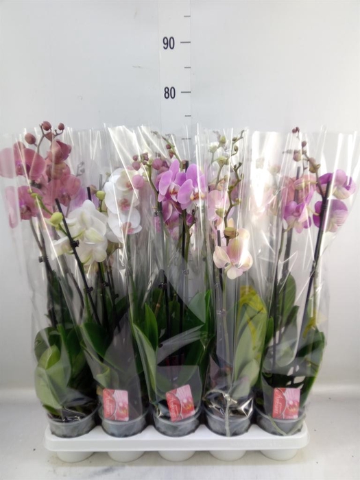<h4>Phalaenopsis   ...mix</h4>