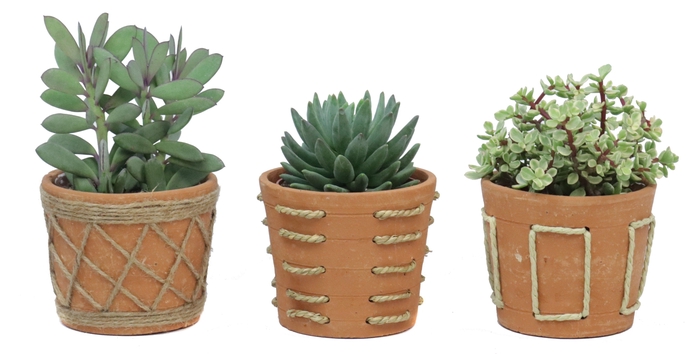 <h4>Succulent 12 cm in anaga pot</h4>