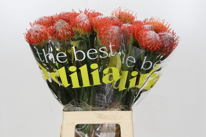 <h4>Nutans Tango</h4>