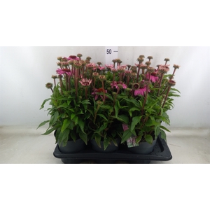 Echinacea purp. 'Mooodz Courage'