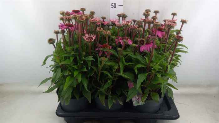 <h4>Echinacea purp. 'Mooodz Courage'</h4>