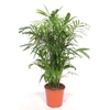 Chamaedorea Seifrizii