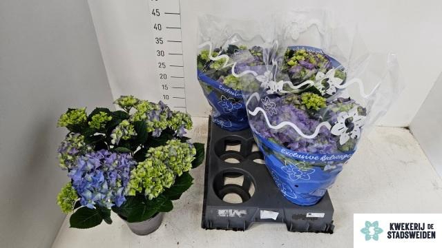 <h4>HYDR M EARLY BLUE</h4>