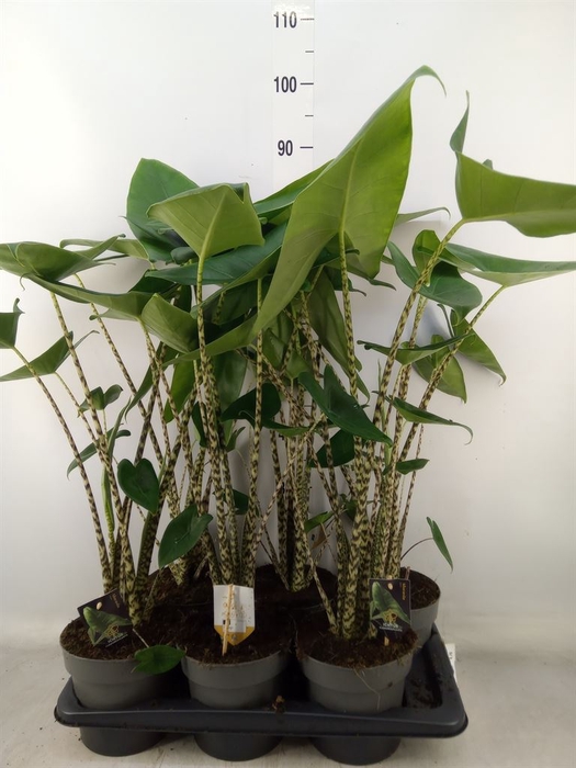 <h4>Alocasia zebrina</h4>