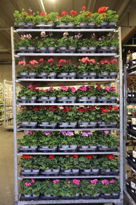 <h4>Pel Zon Mixk 1 Kleur Per Tray</h4>