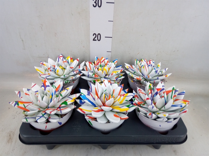 <h4>Echeveria  'Miranda'</h4>