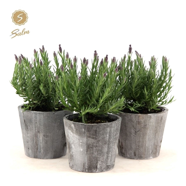 <h4>Lavandula st. 'Anouk'® Collection P12 in Wood</h4>