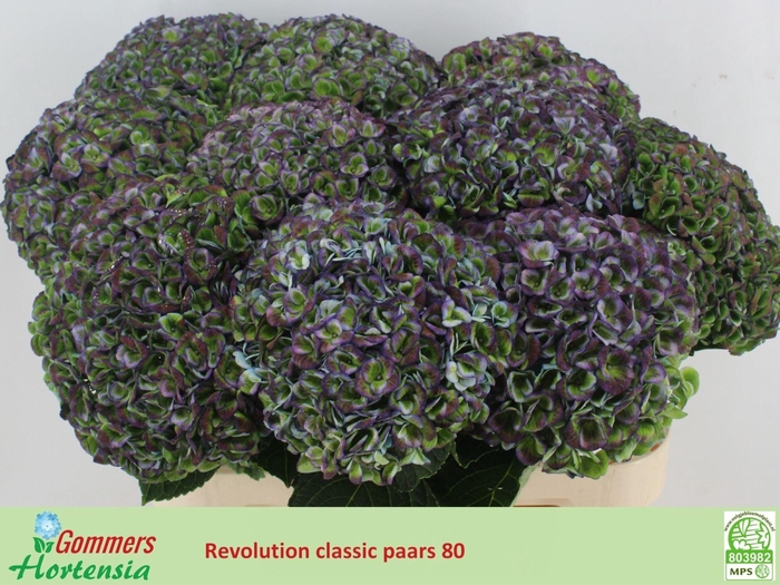 <h4>HORT MAG REVOLUTION CLASSIC</h4>