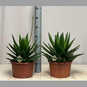 ALOE PERFOLIATA