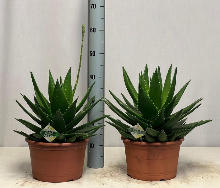 <h4>ALOE PERFOLIATA</h4>
