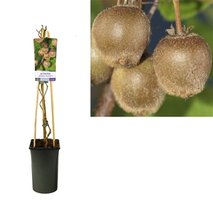 Actinidia deliciosa 'Hayward' +light label