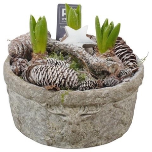 PTWH7797 Arrangement Winter Hyacint in beton pot